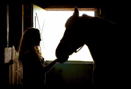 Horse Portrait